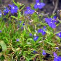 Lobelia erinus 'Riviera bleu marine'